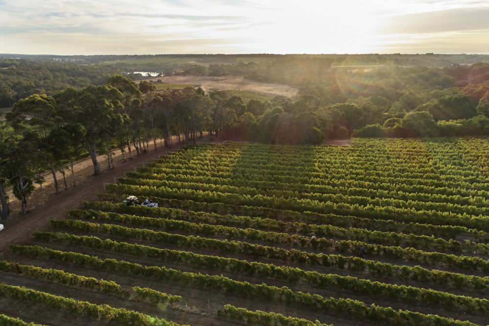 Moss Wood’s 2023 Pinot Noir set to be a ripper!