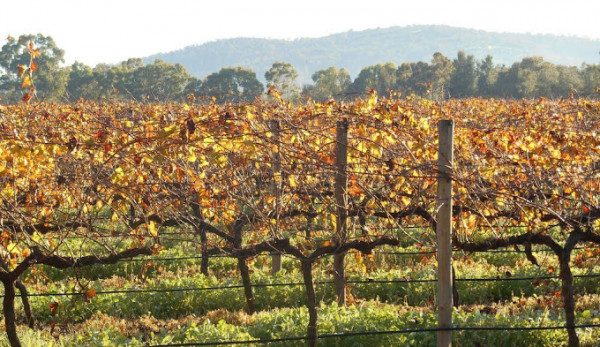 Faber Vineyard Masterclass | Liberty Liquors