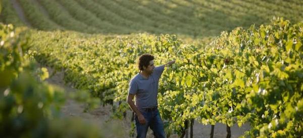 Cherubino Wines
